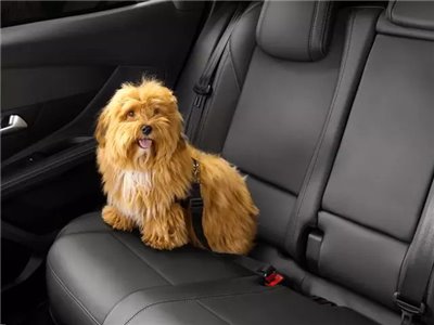 Säkerhetsbälte för hundar